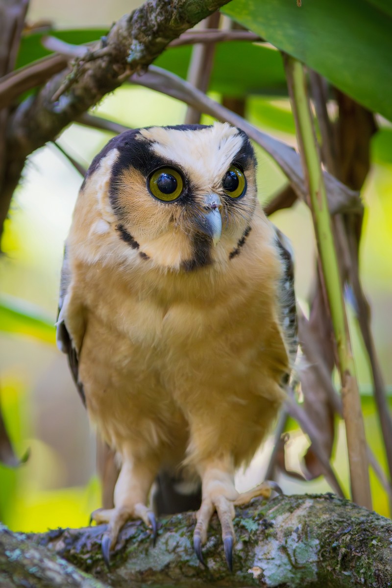 Buff-fronted Owl - ML622270052