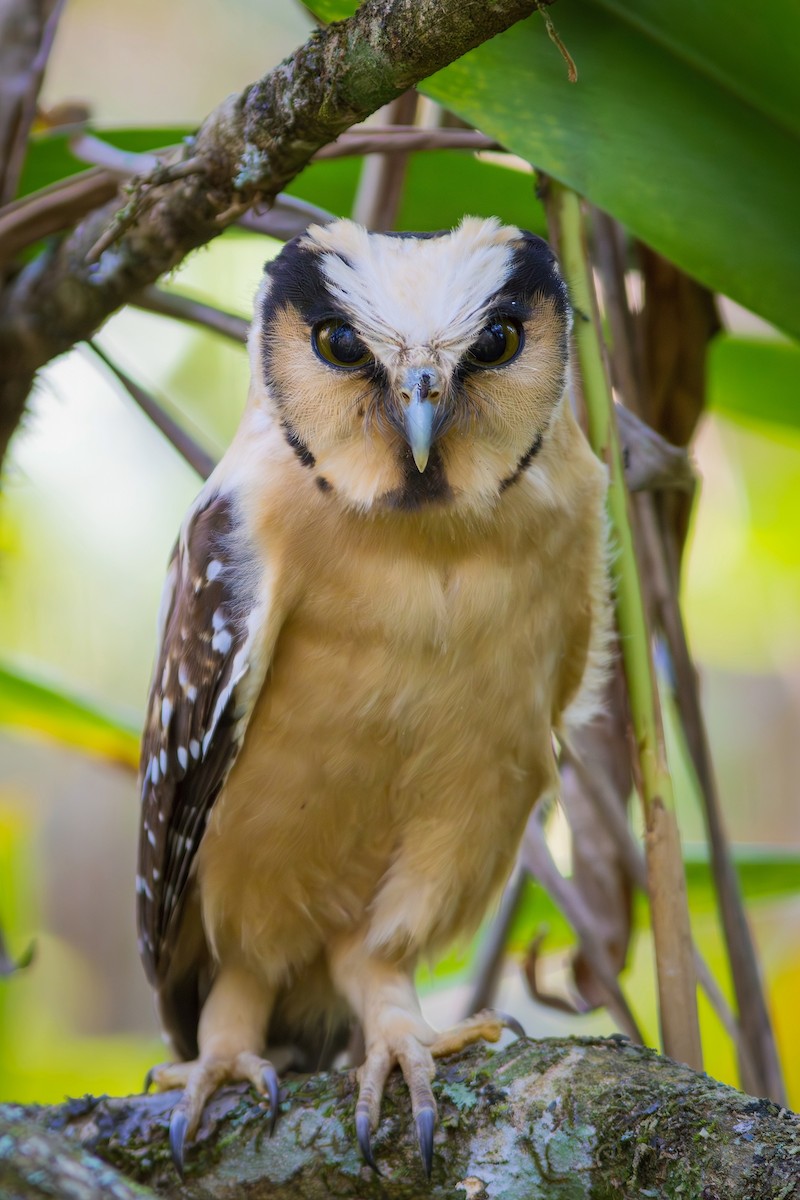 Buff-fronted Owl - ML622270053