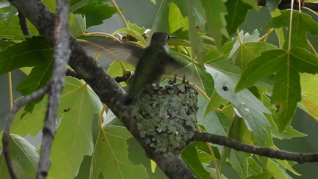 Ruby-throated Hummingbird - ML622270054