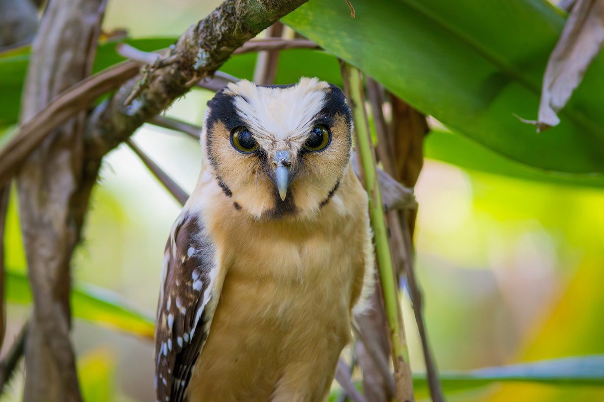 Buff-fronted Owl - ML622270056