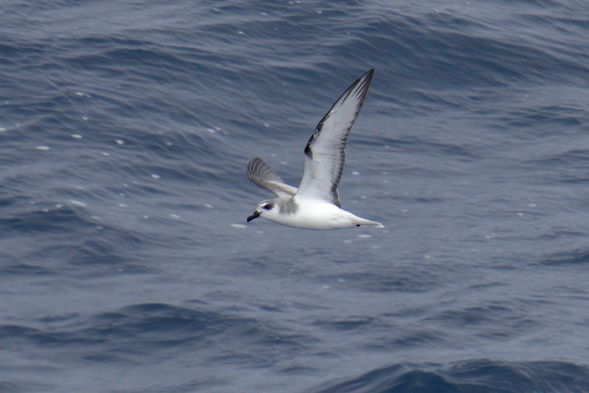 Masatierra Petrel - ML622270078