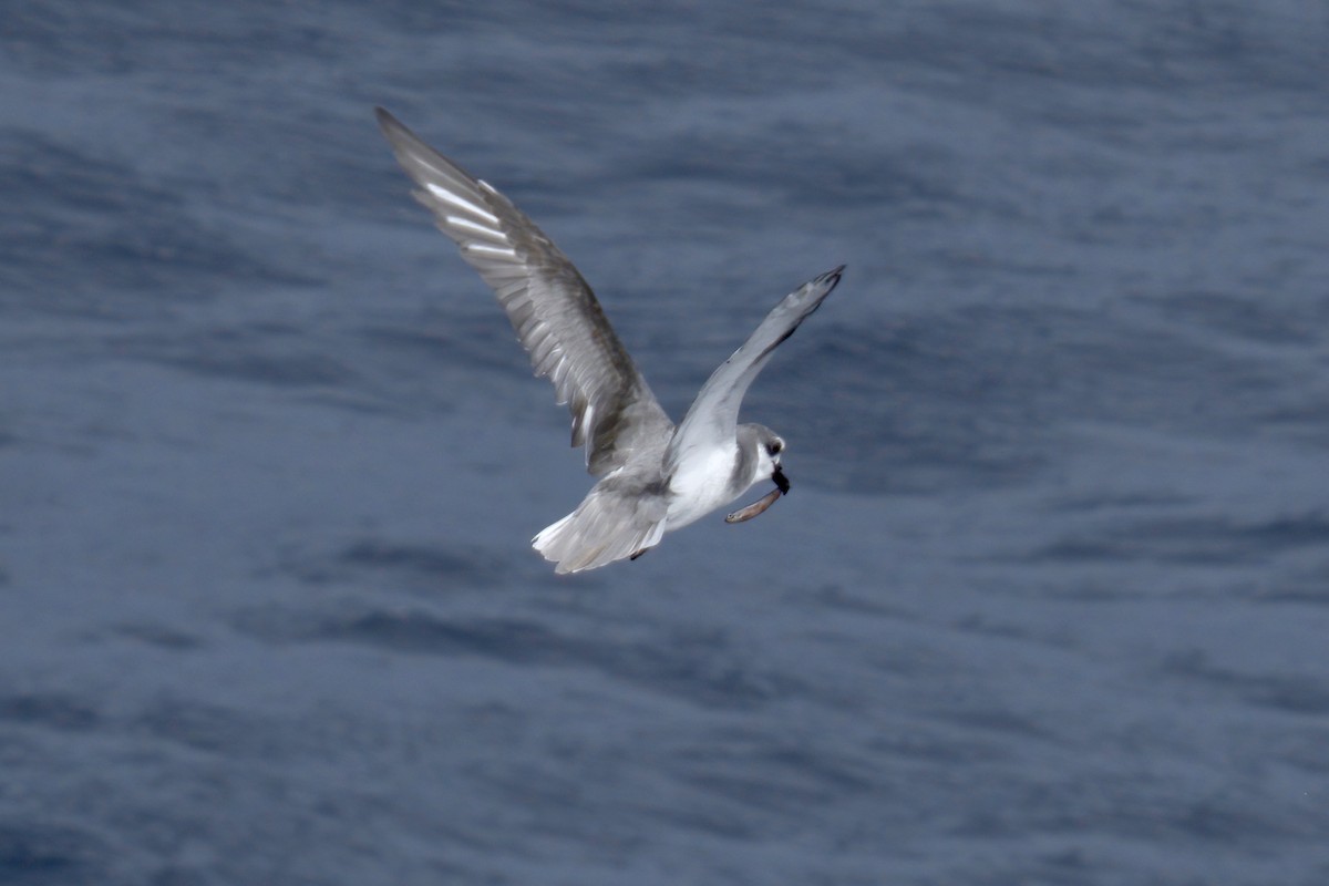 Masatierra Petrel - ML622270079