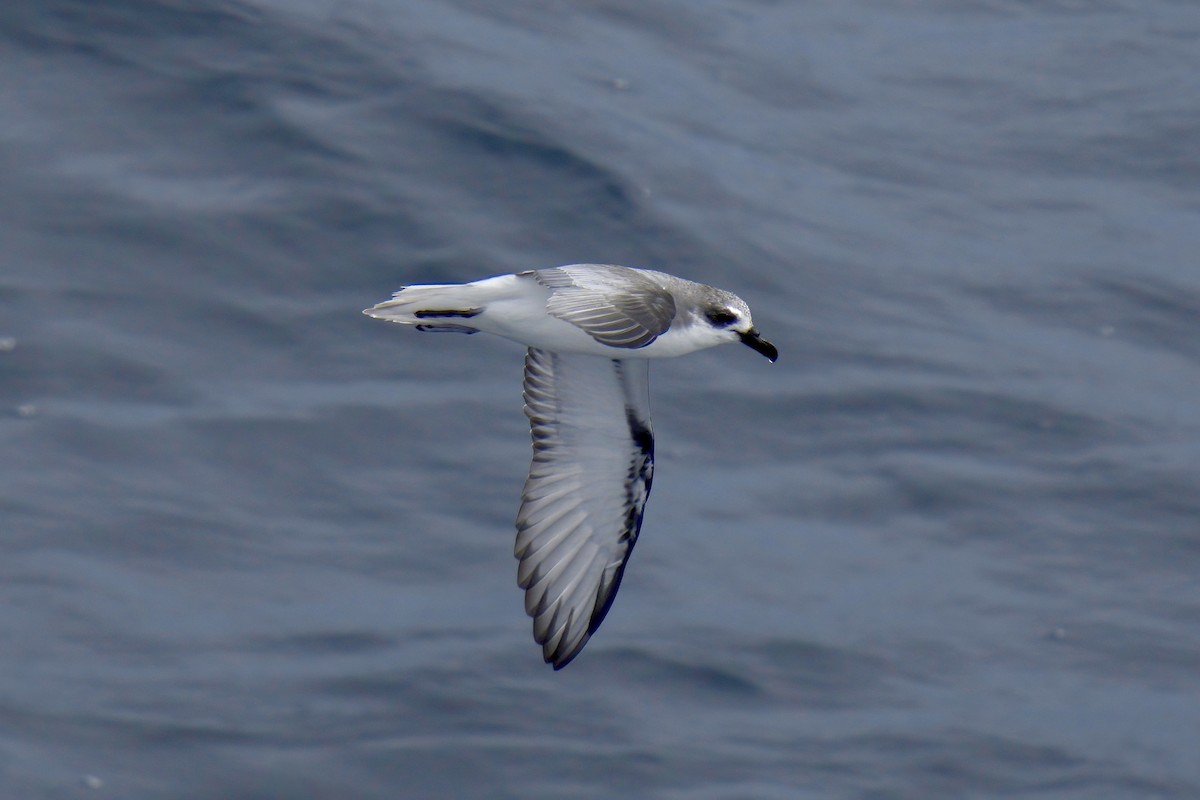 Masatierra Petrel - ML622270080