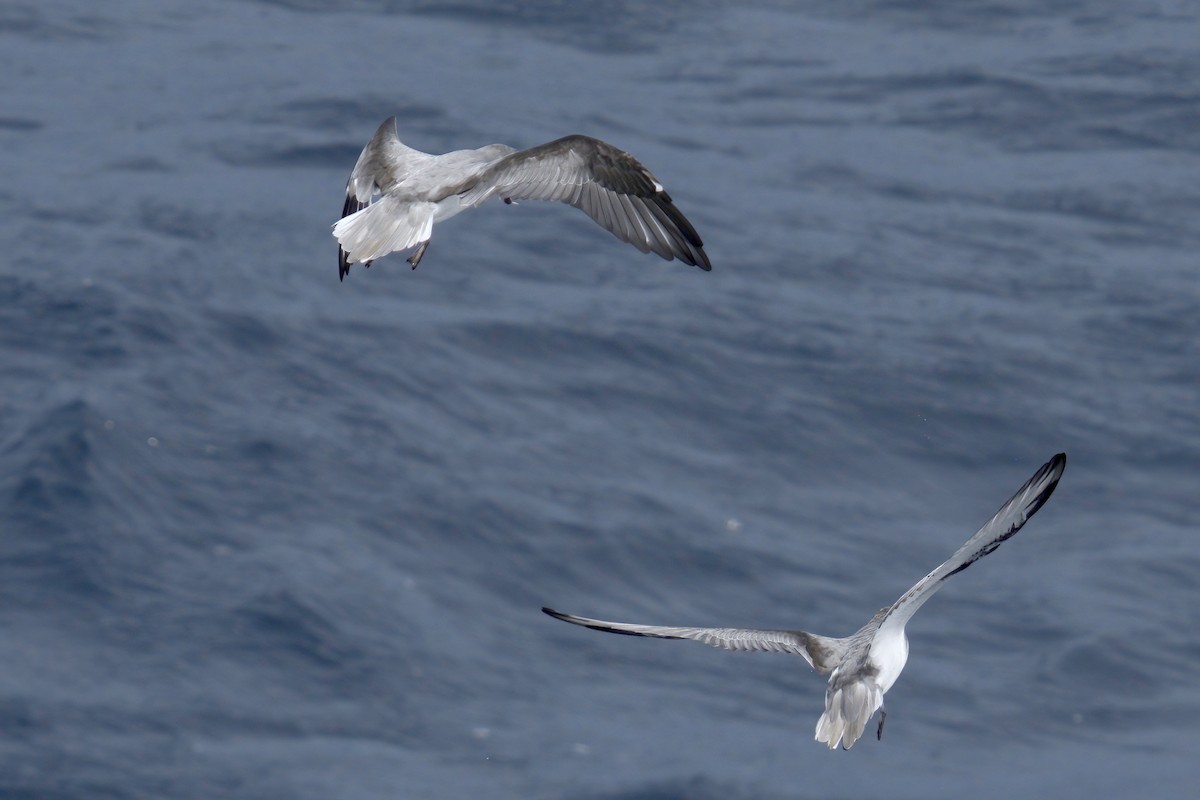 Masatierra Petrel - Mark Wilson