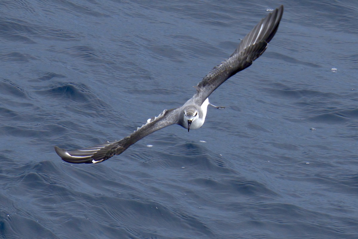 Masatierra Petrel - ML622270082