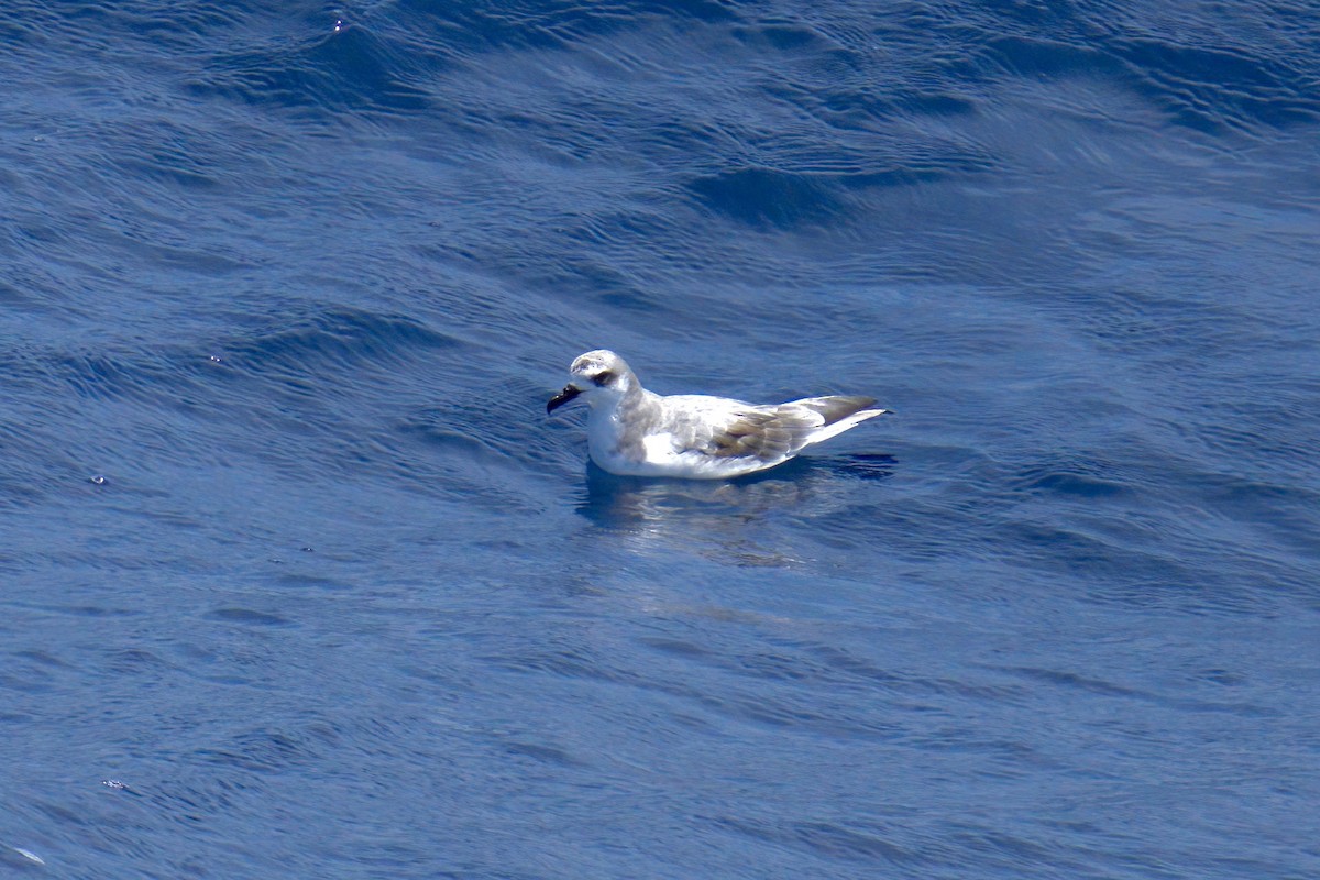 Masatierra Petrel - ML622270083