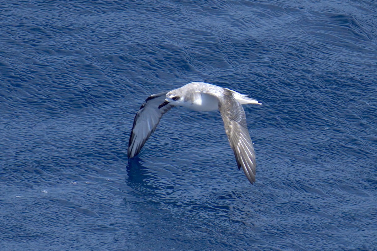 Masatierra Petrel - ML622270084