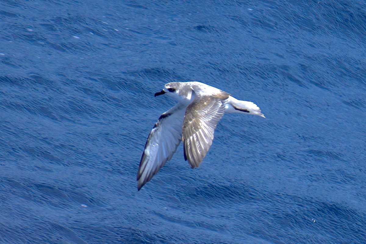 Masatierra Petrel - ML622270085