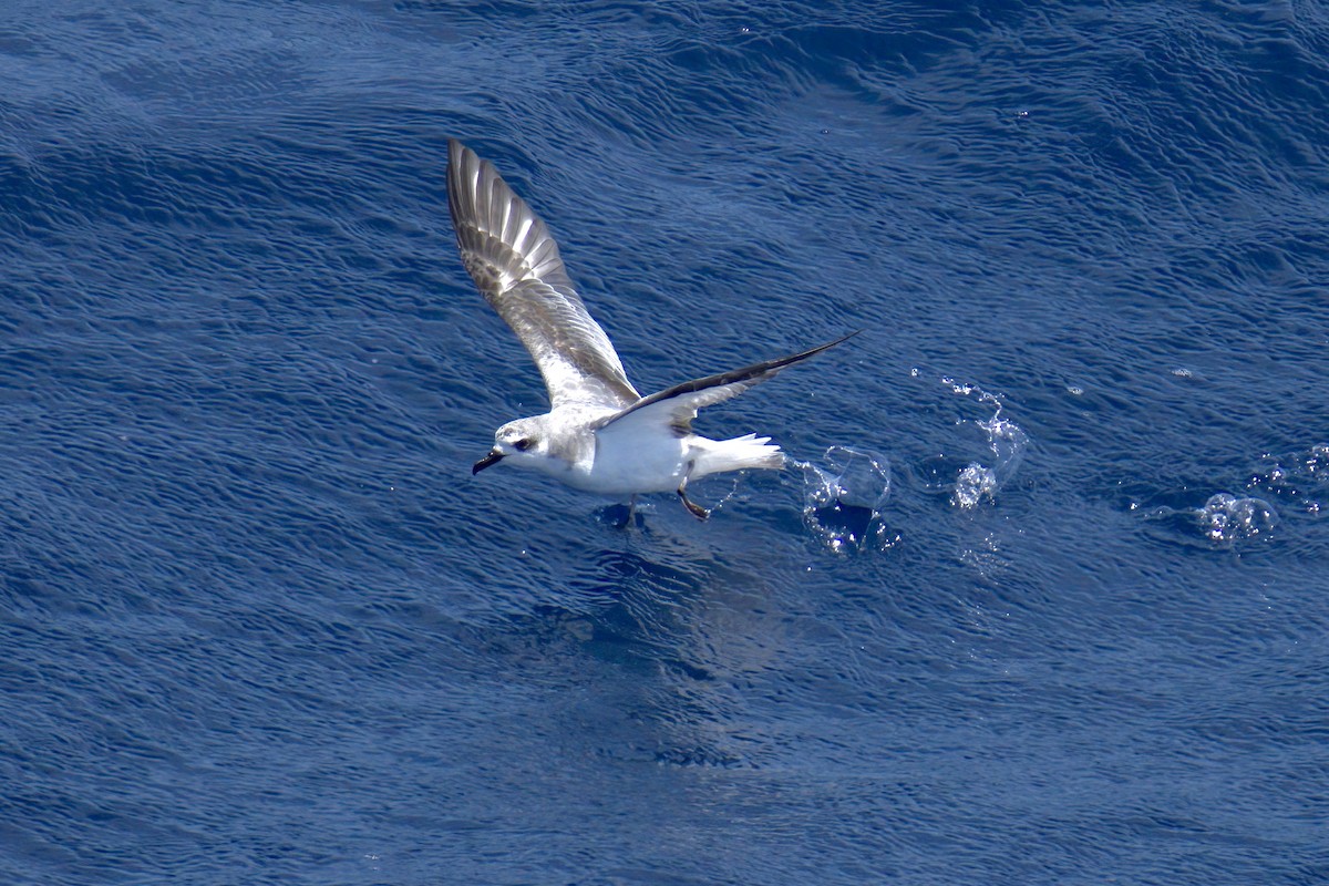 Masatierra Petrel - ML622270086