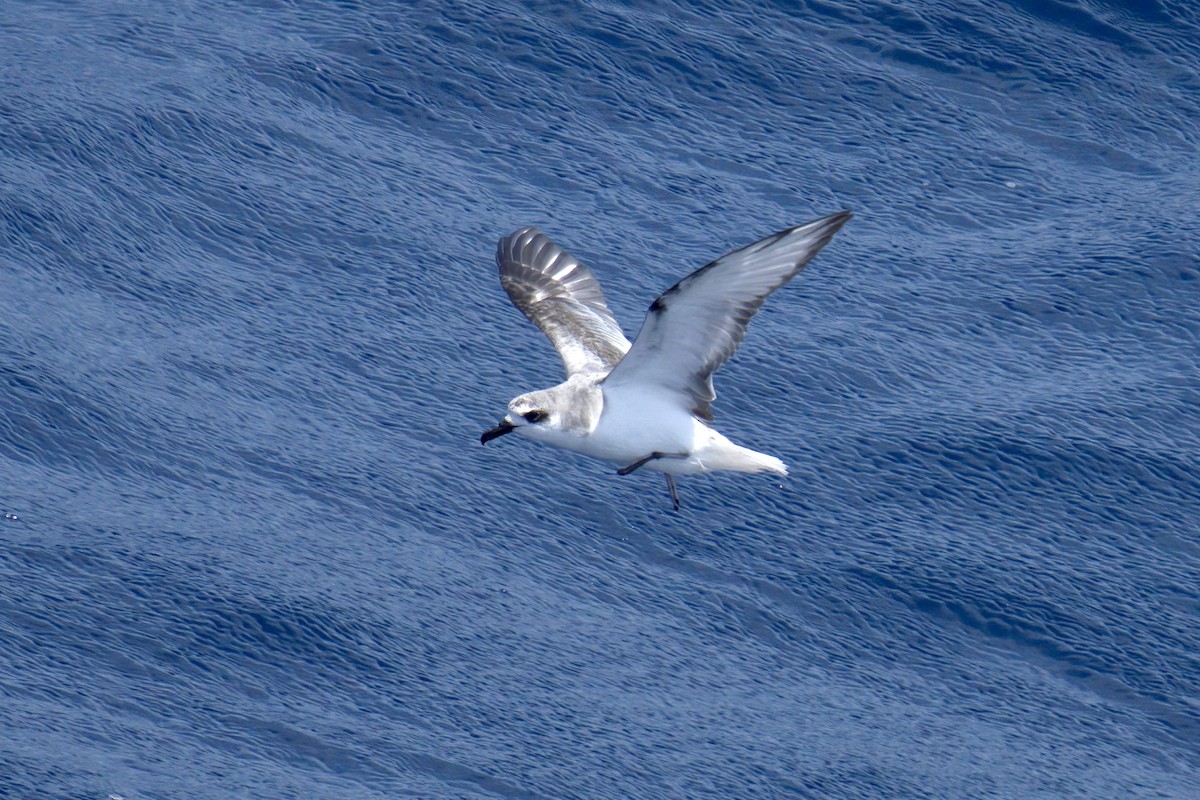 Masatierra Petrel - ML622270087