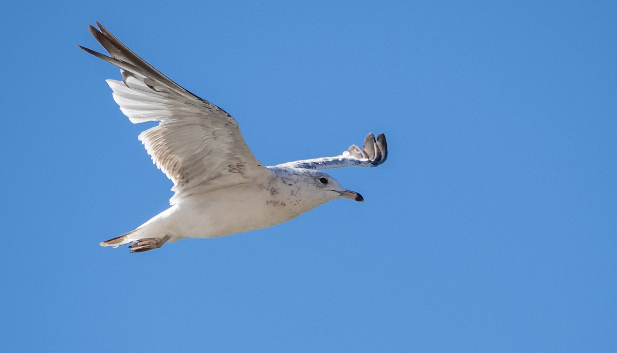 Ring-billed Gull - ML622270108