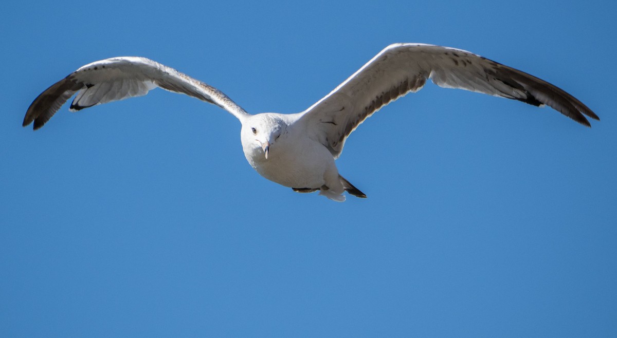 Ring-billed Gull - ML622270109