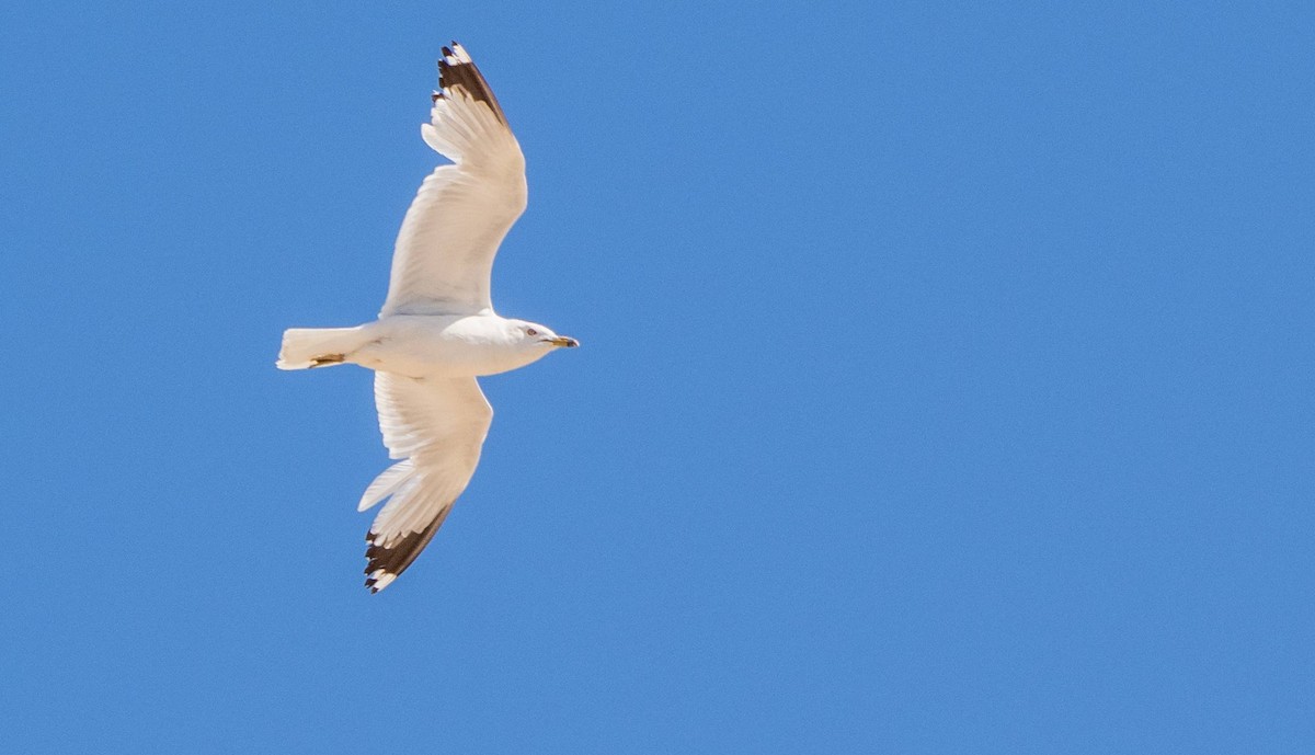 Ring-billed Gull - ML622270110