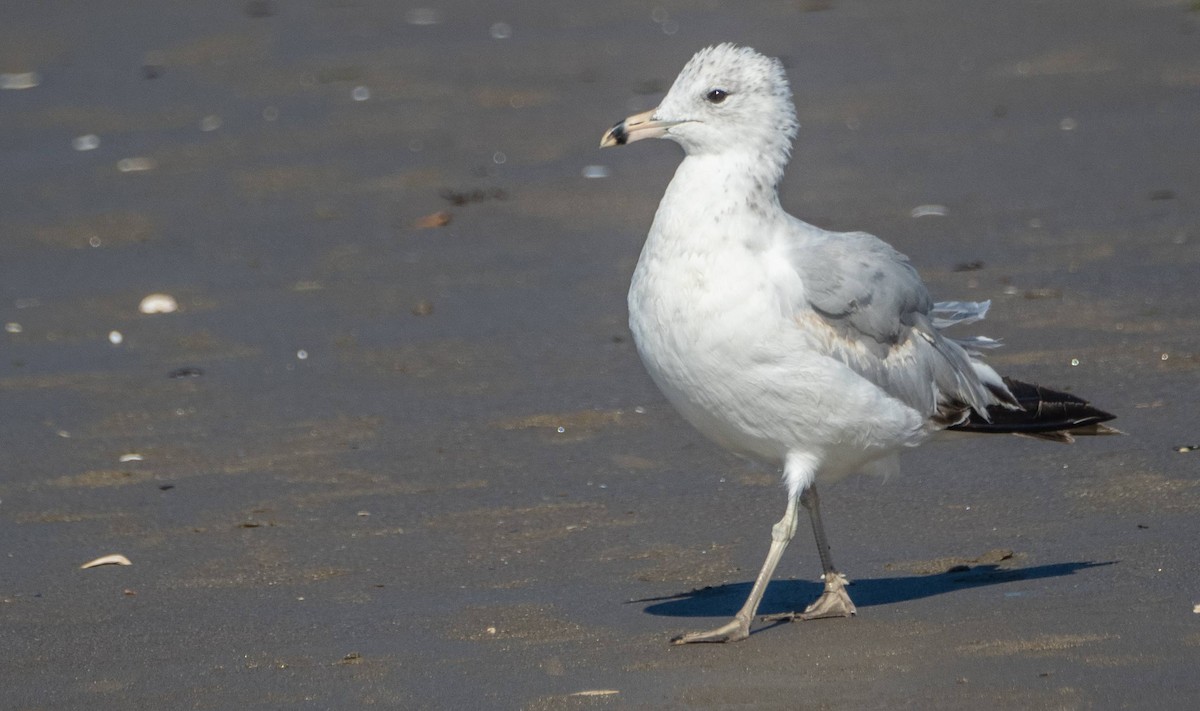 Ring-billed Gull - ML622270111