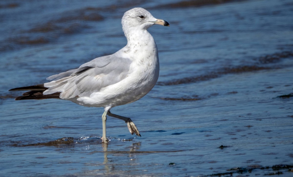 Ring-billed Gull - ML622270112