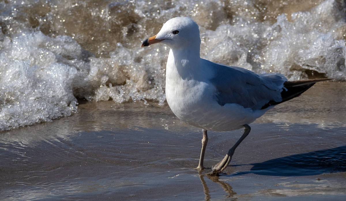 Ring-billed Gull - ML622270114