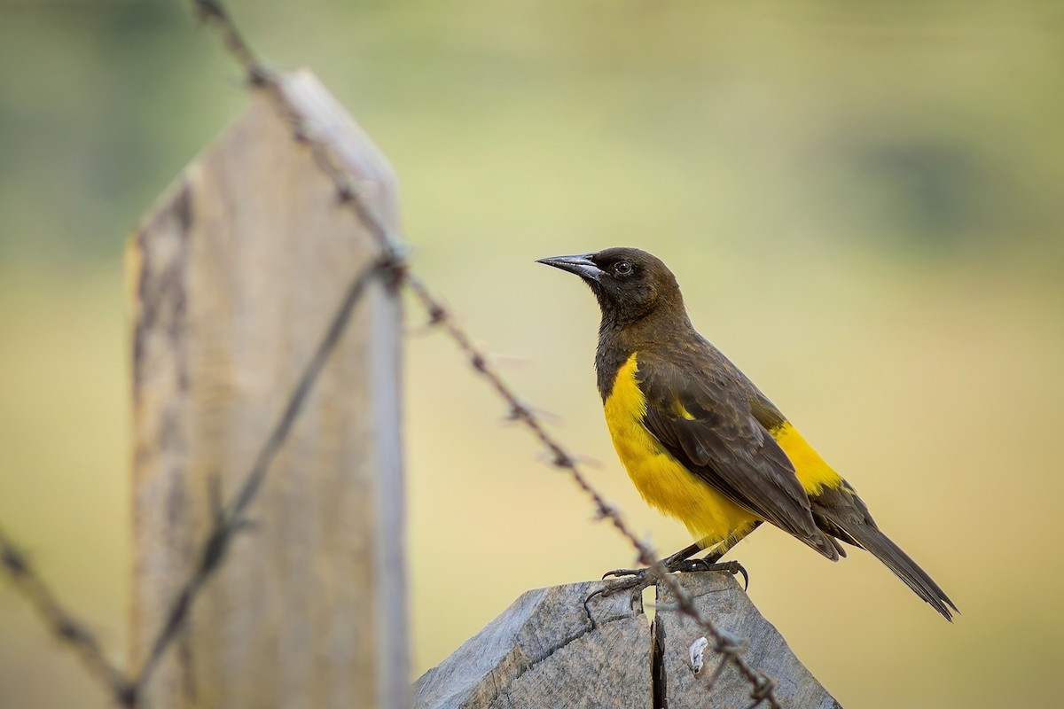 Yellow-rumped Marshbird - ML622270147