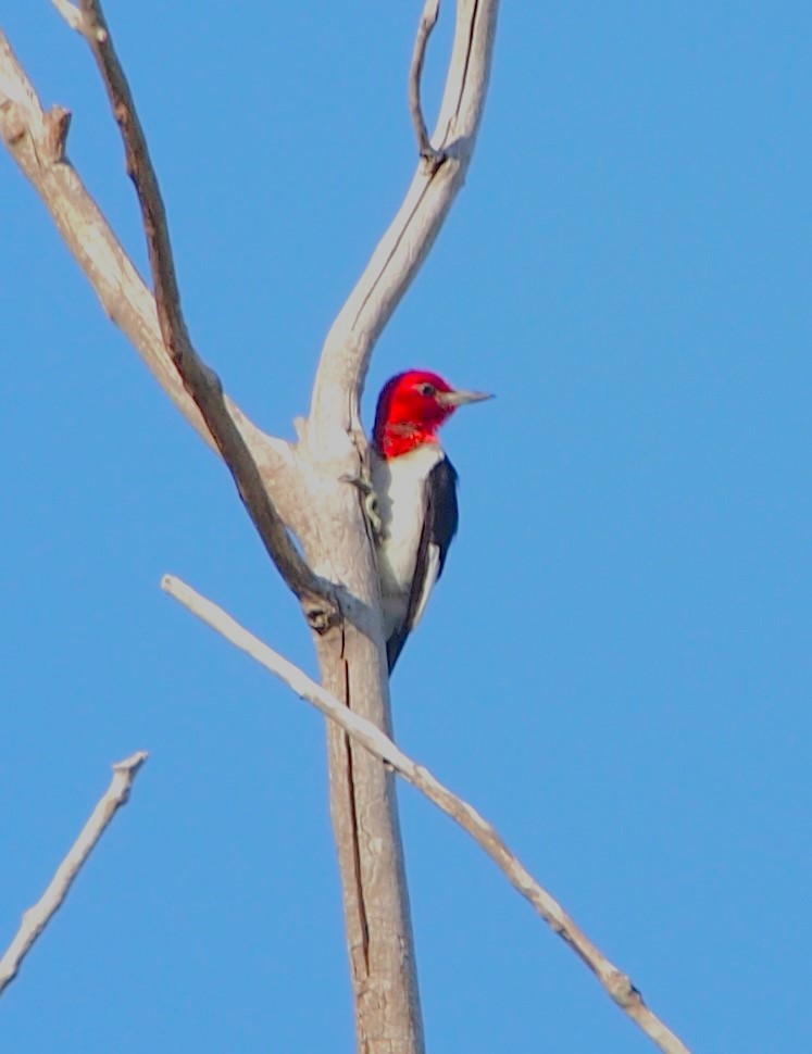 Red-headed Woodpecker - ML622270154