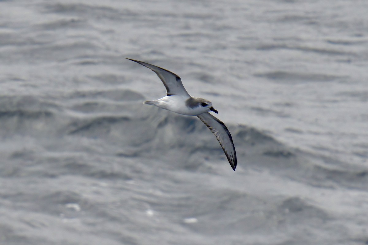 Masatierra Petrel - Mark Wilson