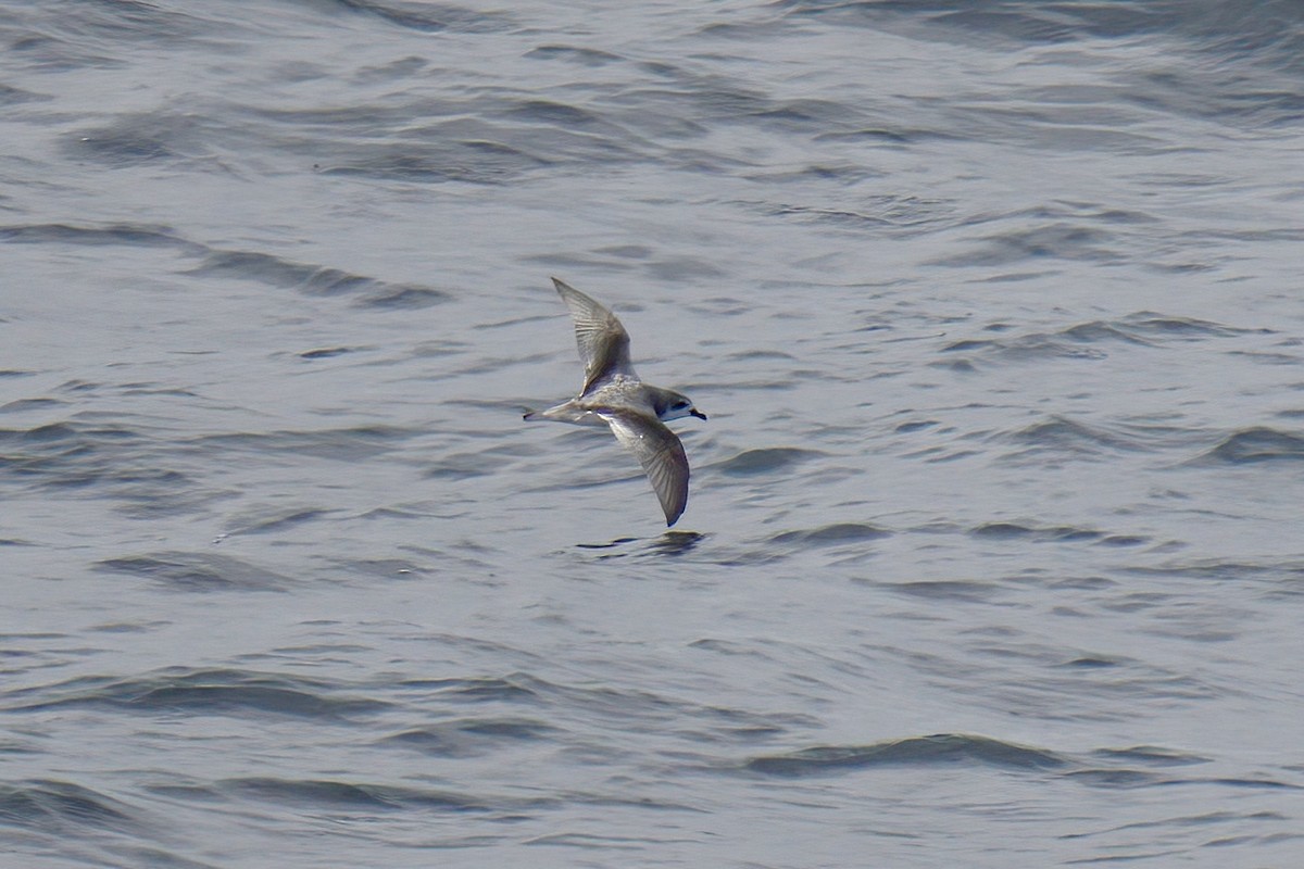 Masatierra Petrel - ML622270162