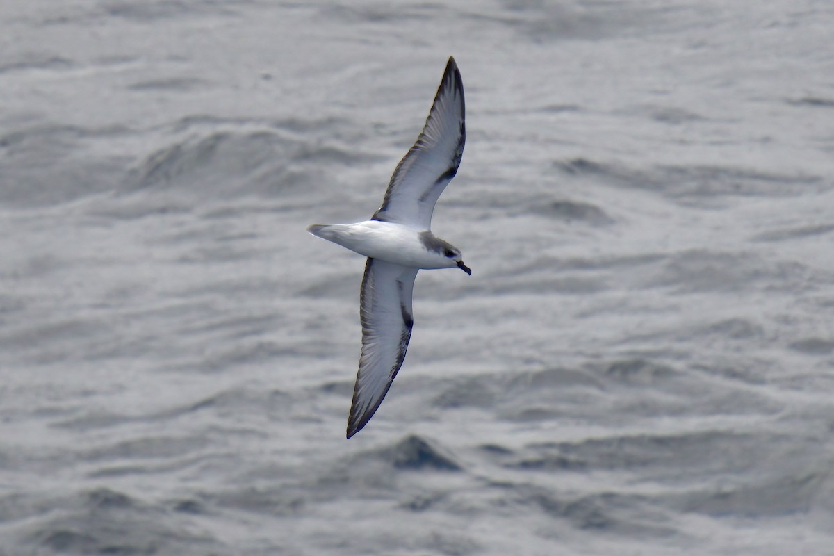 Masatierra Petrel - ML622270163