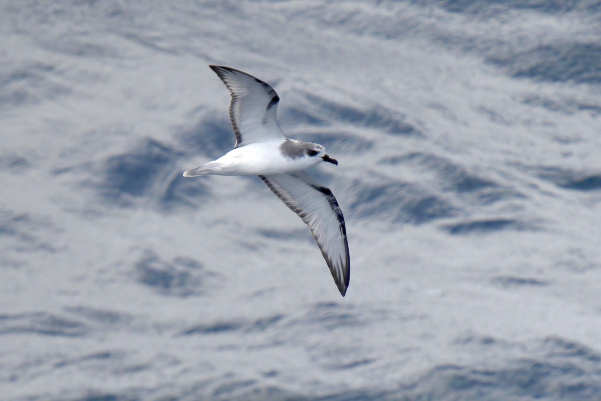 Masatierra Petrel - ML622270165