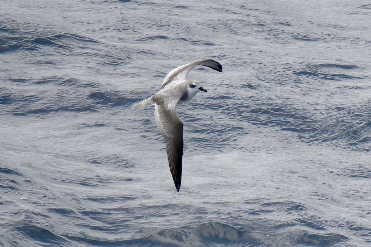 Masatierra Petrel - ML622270166