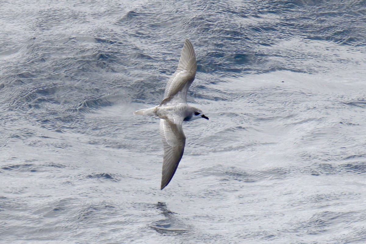 Masatierra Petrel - ML622270167