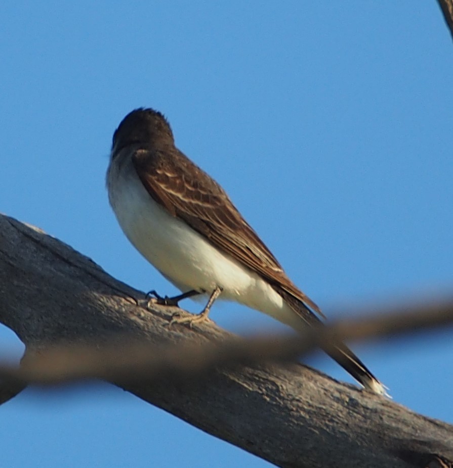 Eastern Kingbird - ML622270177