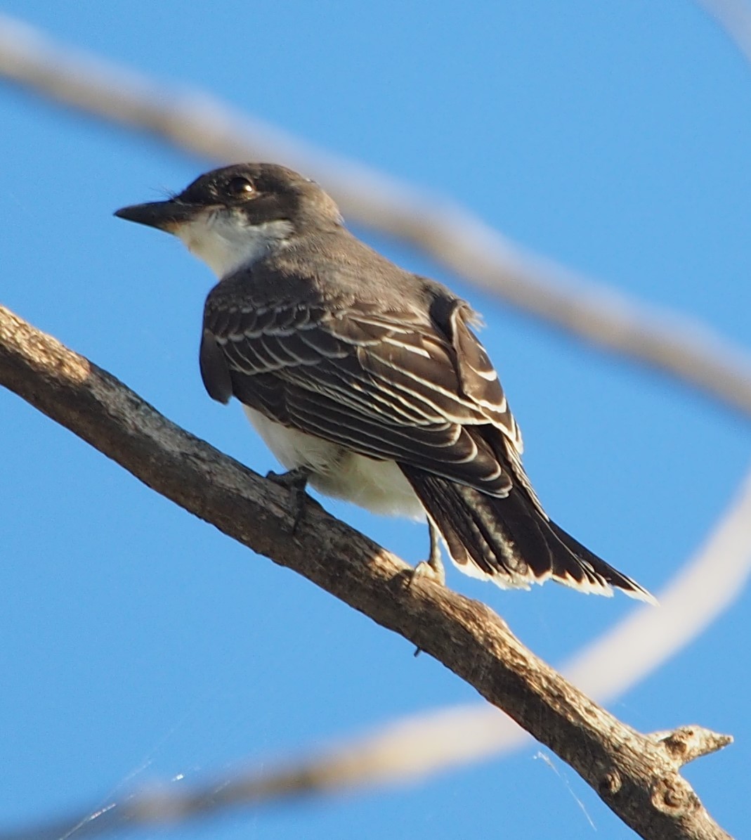 Eastern Kingbird - ML622270178