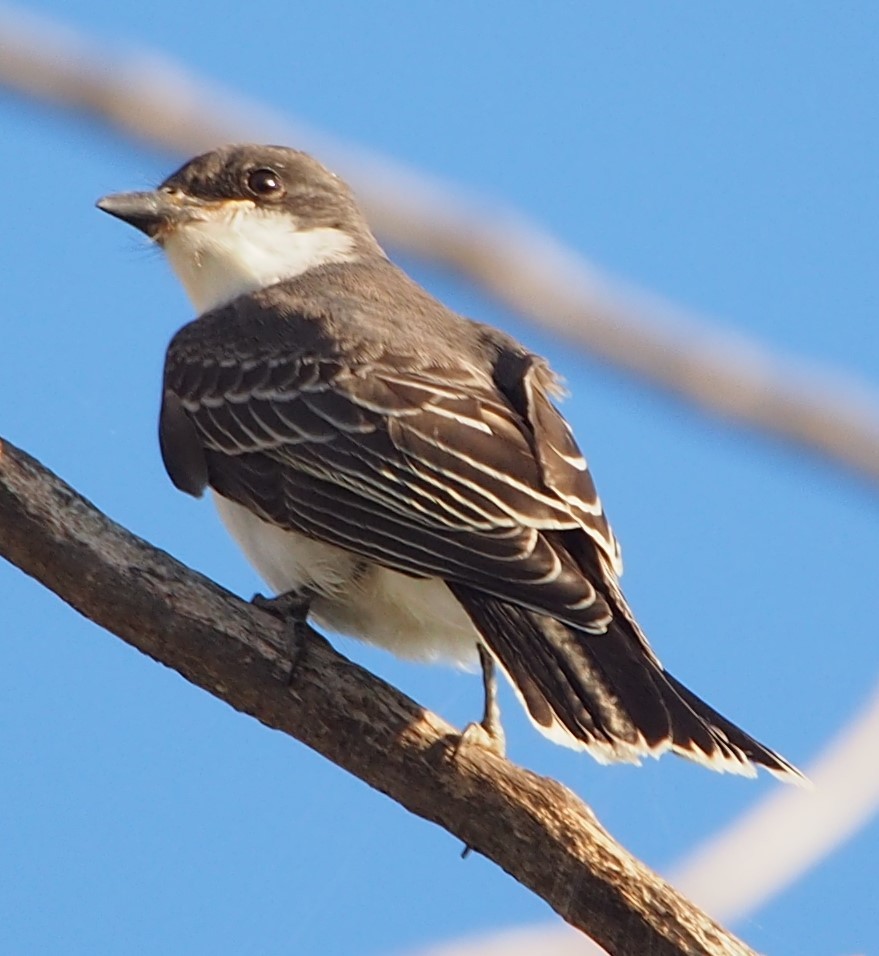 Eastern Kingbird - ML622270179