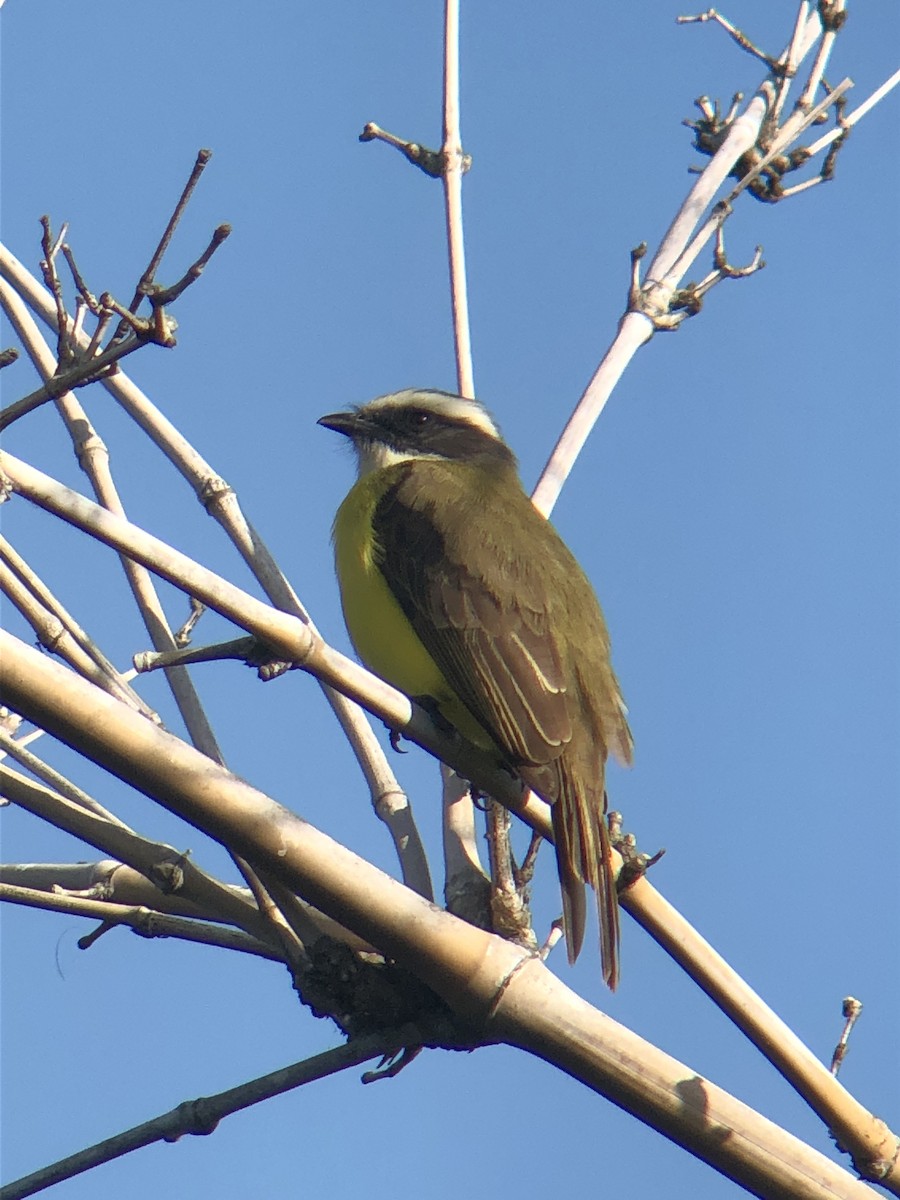 Social Flycatcher - ML622270181