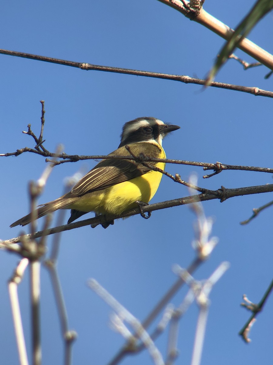Social Flycatcher - ML622270182