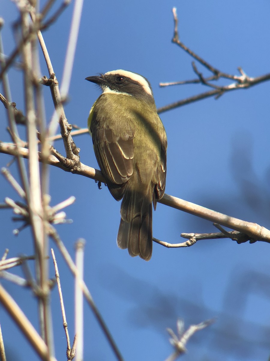 Social Flycatcher - ML622270183