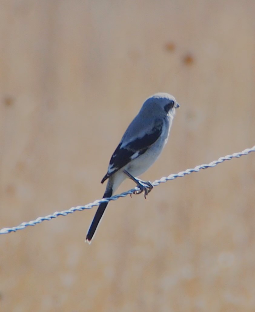 Loggerhead Shrike - ML622270189