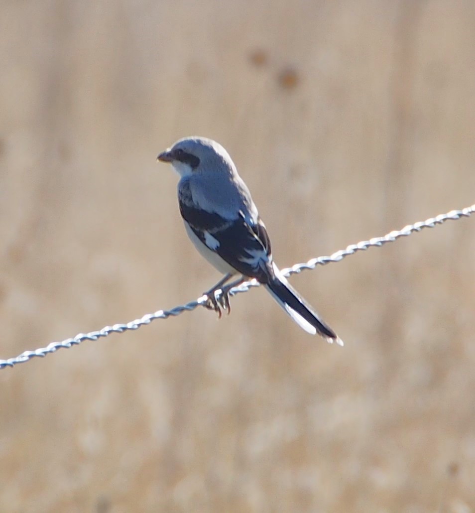 Loggerhead Shrike - ML622270190