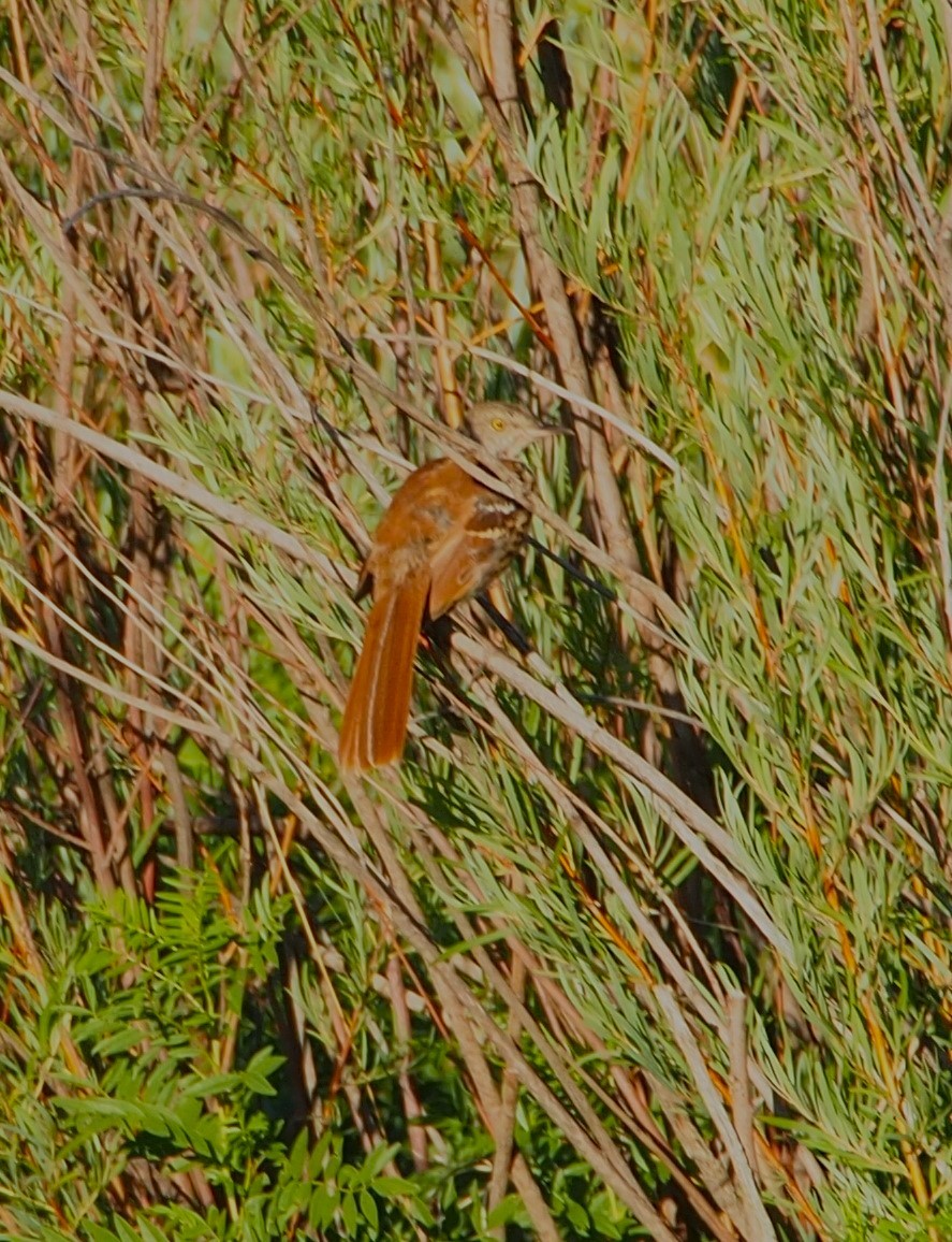 Brown Thrasher - ML622270196