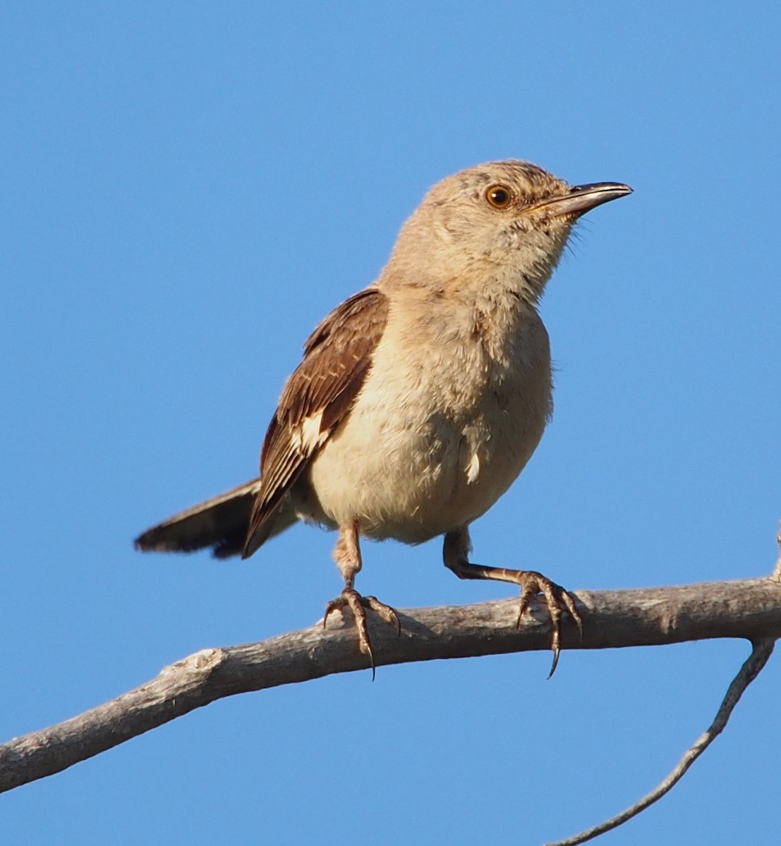 Northern Mockingbird - ML622270201