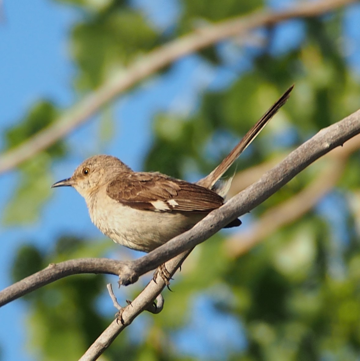 Northern Mockingbird - ML622270203