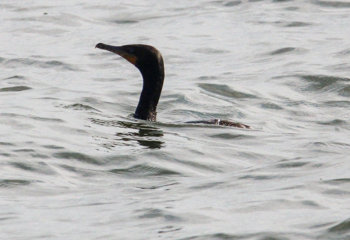 Double-crested Cormorant - ML622270206