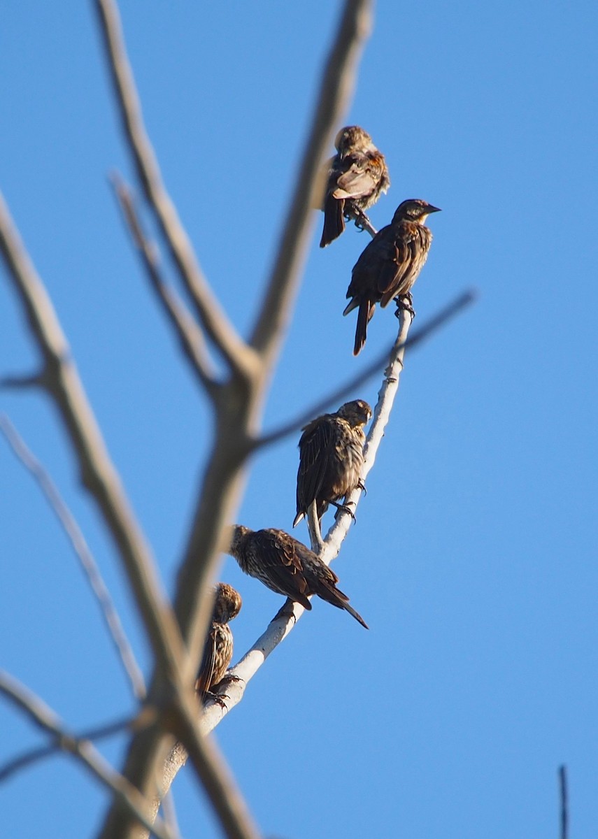 Red-winged Blackbird - ML622270213