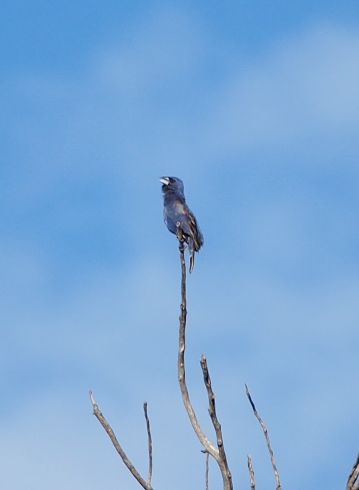 Blue Grosbeak - ML622270218