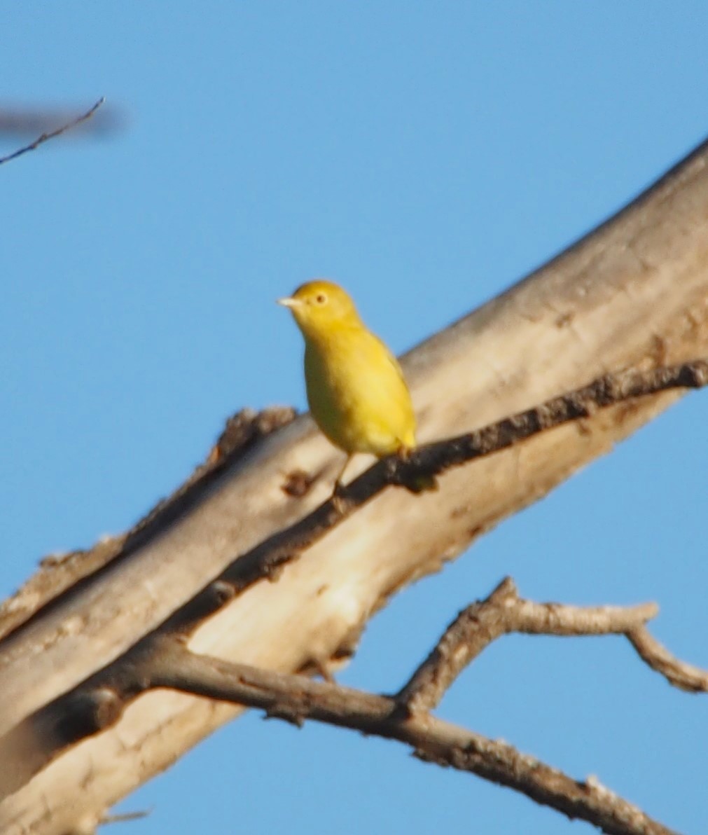 Yellow Warbler - John Forcey