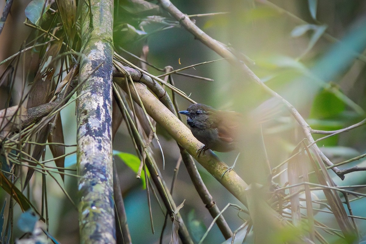 Gray-bellied Spinetail - Gabriel Bonfa