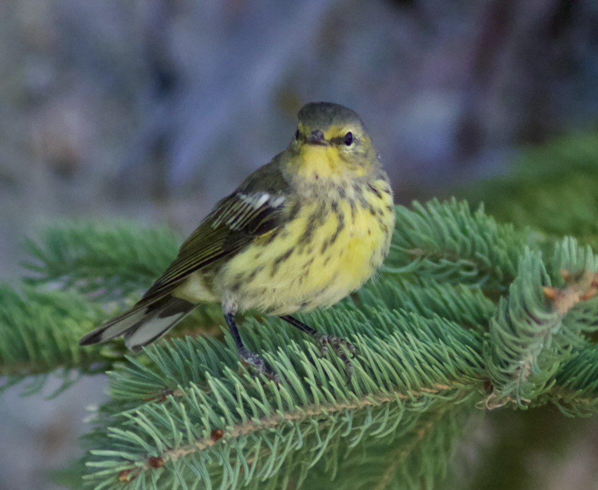 Cape May Warbler - ML622270425