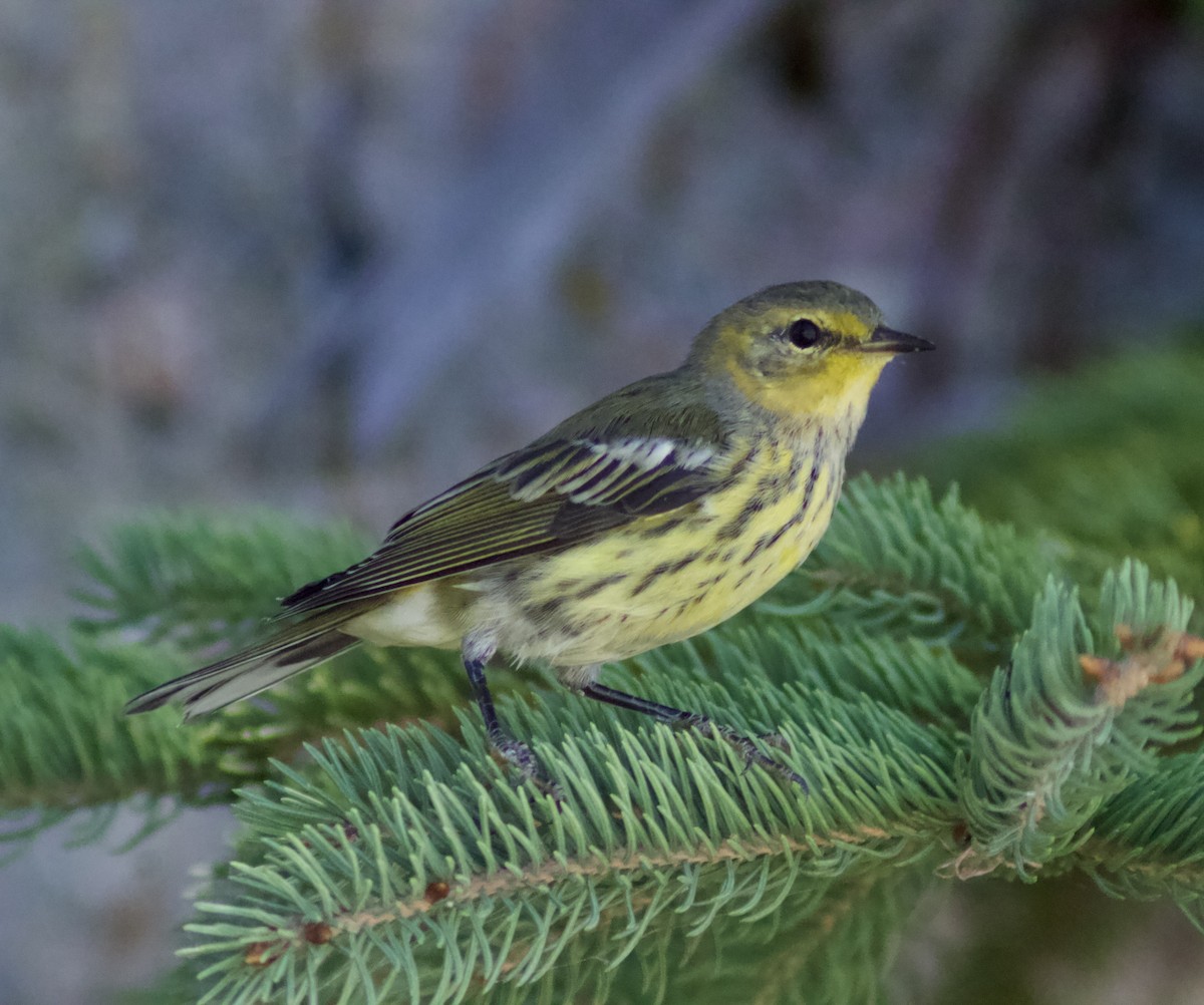 Cape May Warbler - ML622270426