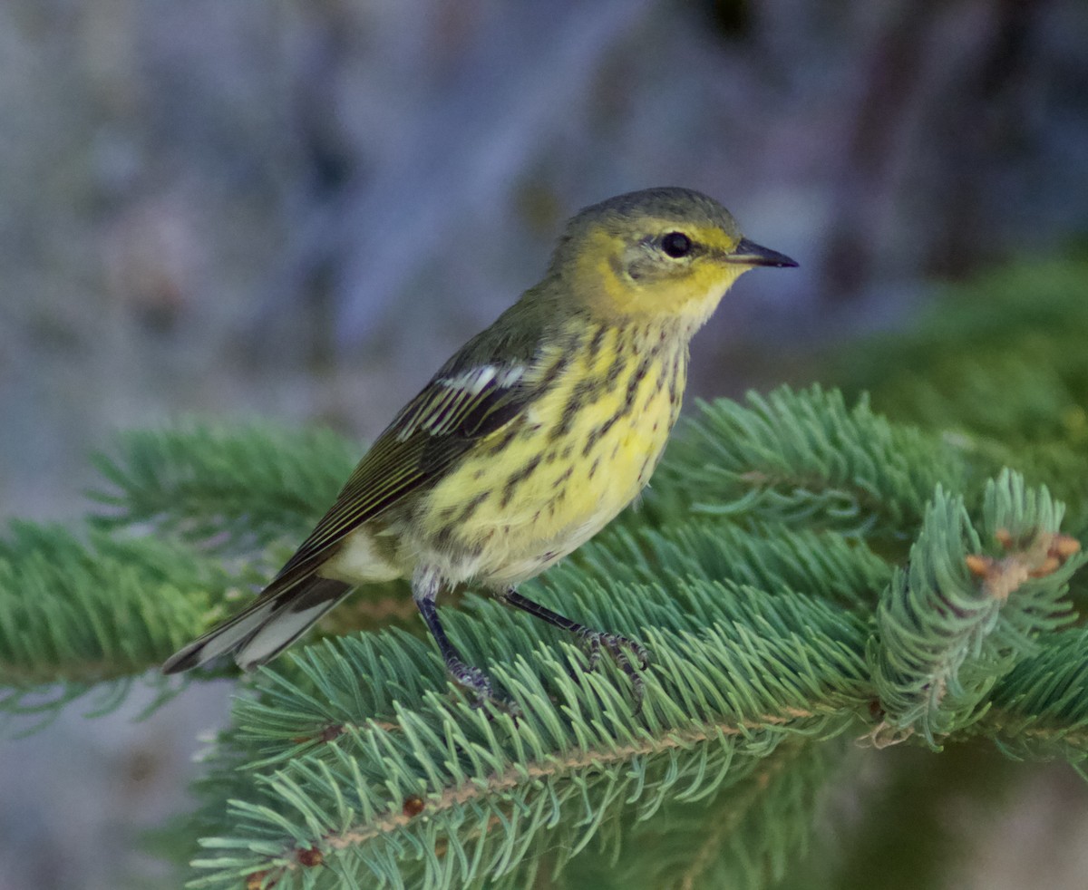 Cape May Warbler - ML622270427