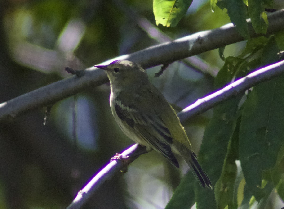 Cape May Warbler - ML622270445