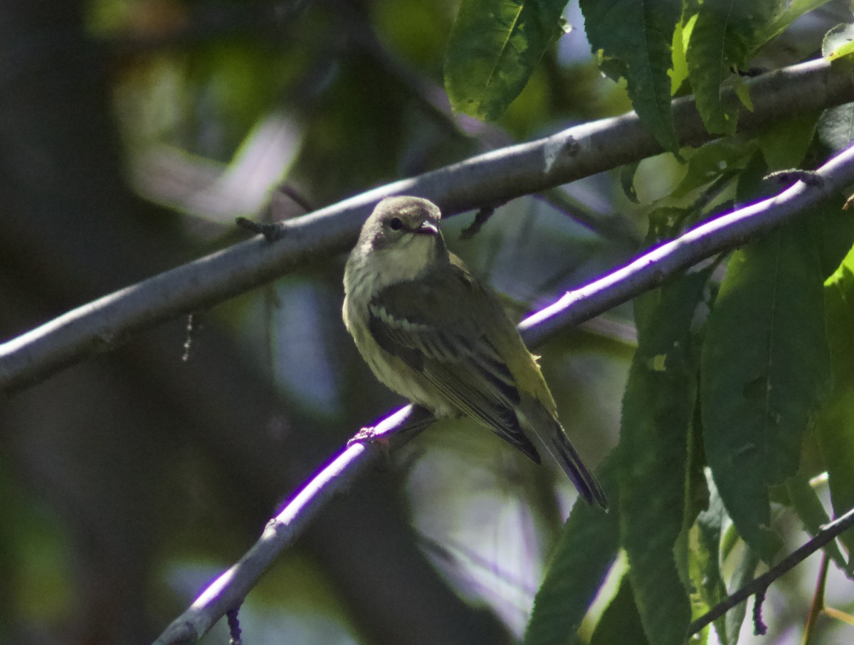 Cape May Warbler - Zakary L’Abbé-Larivière