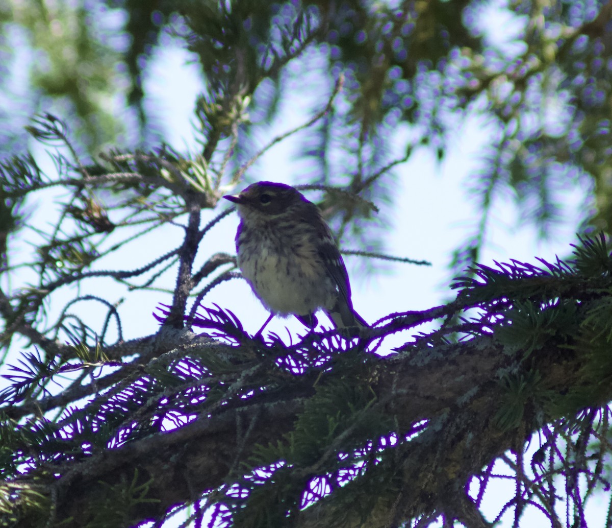 Yellow-rumped Warbler - ML622270450